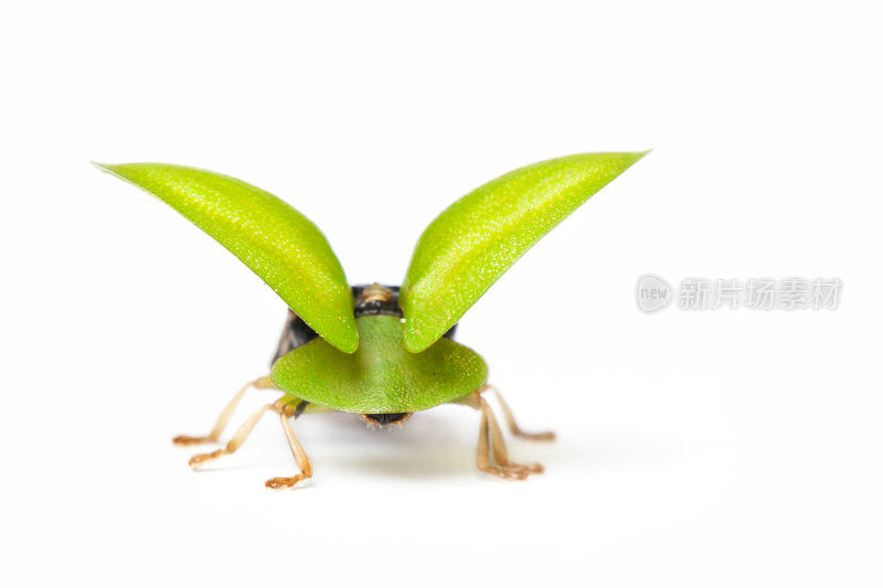 绿虫（Palomena prasina）